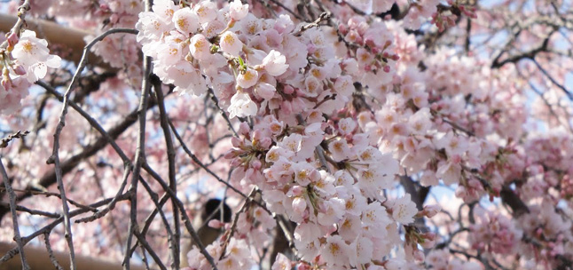 祥雲寺の桜