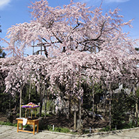 花祭り桜