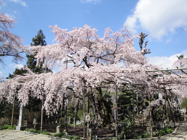 しだれ桜