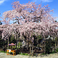 しだれ桜