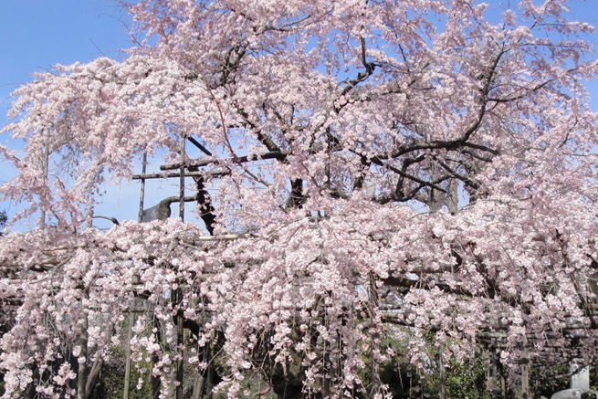 しだれ桜