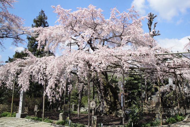 しだれ桜