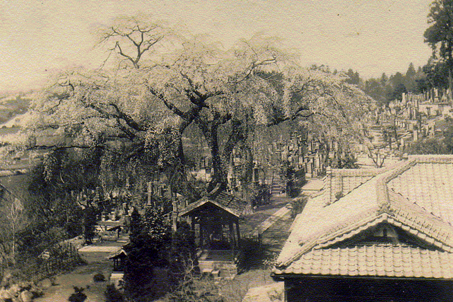 旧本堂としだれ桜