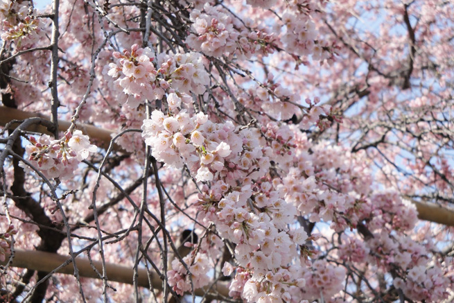 祥雲寺の桜