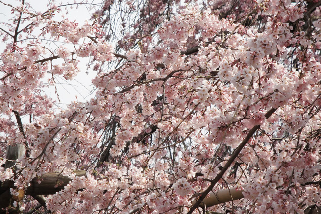 祥雲寺の桜