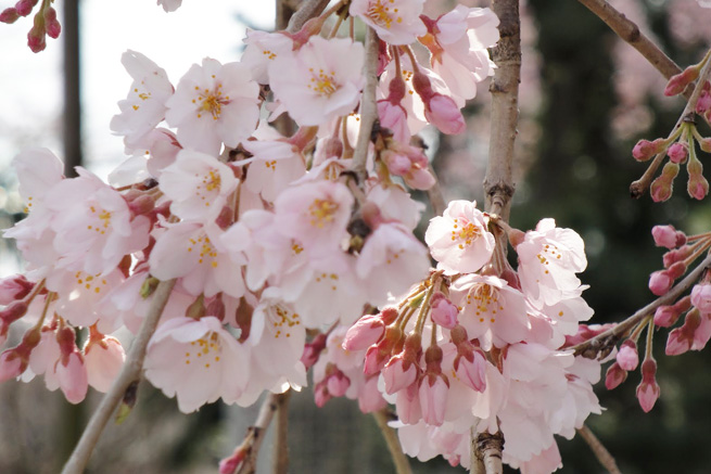 祥雲寺の桜