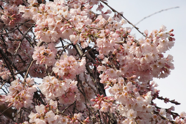 祥雲寺の桜