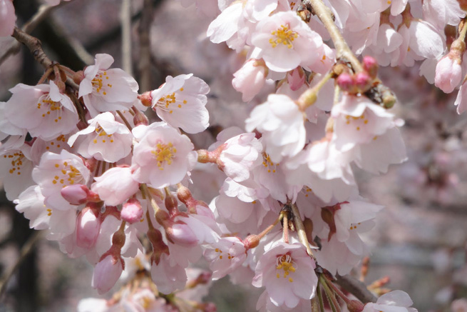 祥雲寺の桜