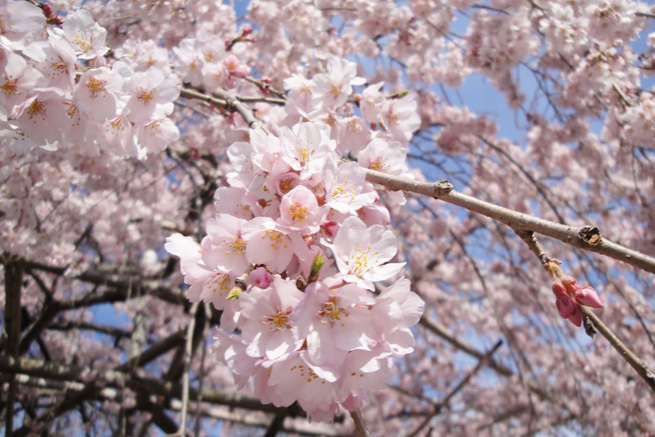 祥雲寺の桜