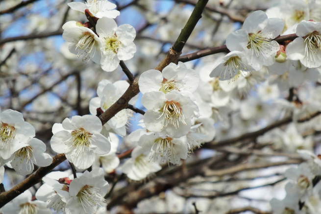 祥雲寺の桜