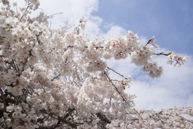 祥雲寺の桜