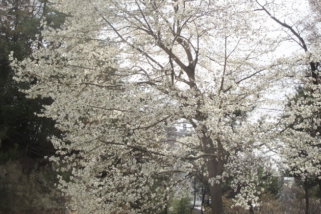 祥雲寺の桜