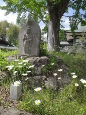 マーガレットの花が綺麗に咲いています。